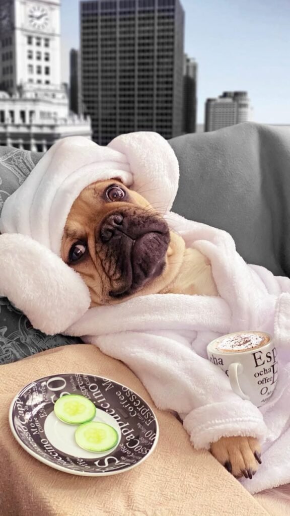 new pet luxury shop store online 87 393 new pet luxury shop store online 87 393