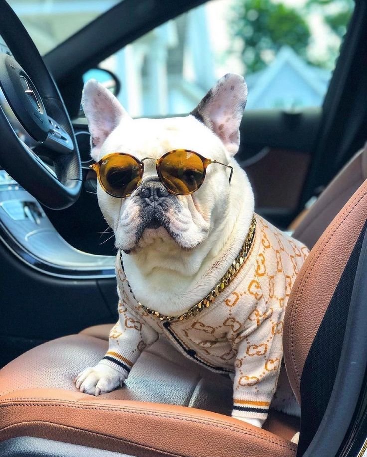 new pet luxury shop store online 87 938 new pet luxury shop store online 87 938