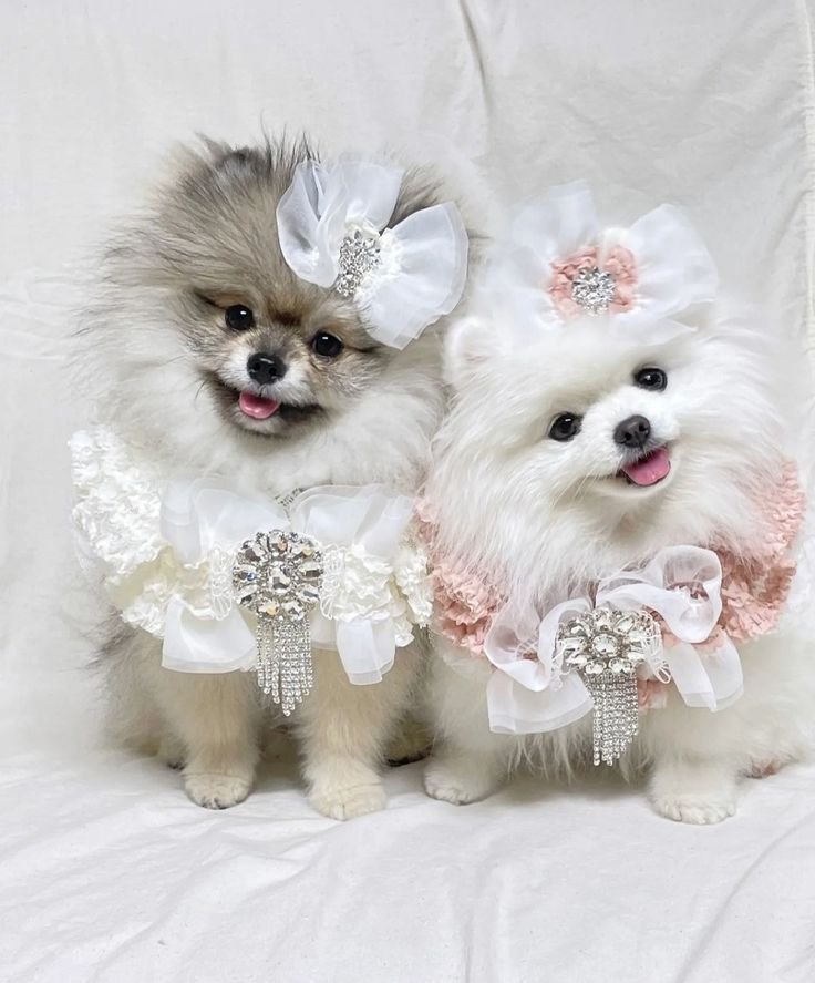 pet luxury sjsjsaa pet luxury sjsjsaa